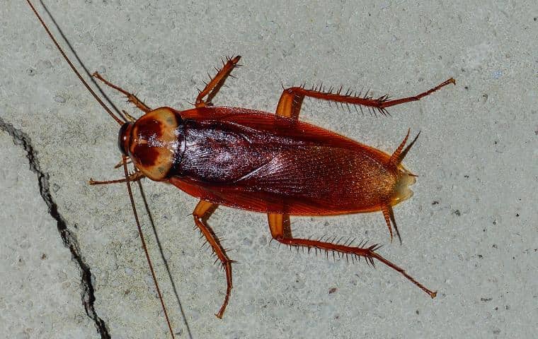 american cockroach crawling on the pavement outside a north tarrant county residence