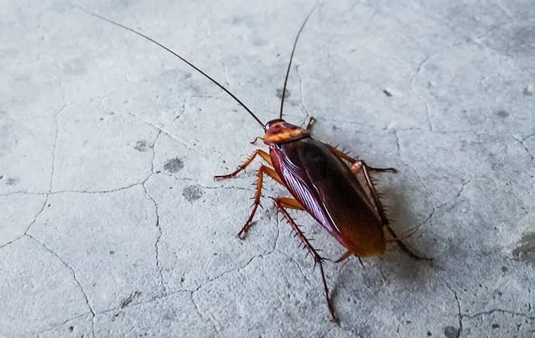 cockroach on the concrete floor of a restaurant in frisco texas