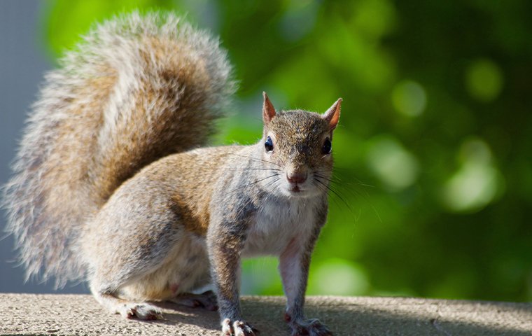 squirrel on tree