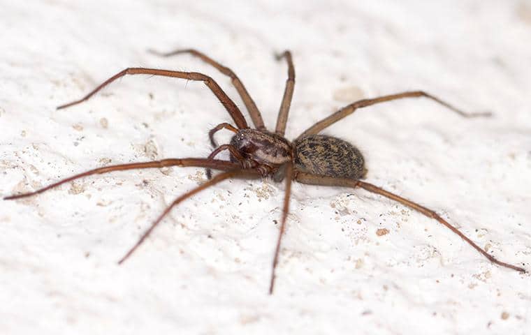 brown spider resting on a granite countertop in lewisville texas
