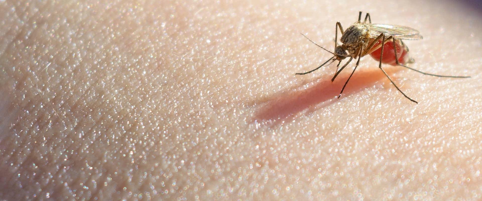 a blood-filled mosquito on keller tx resident