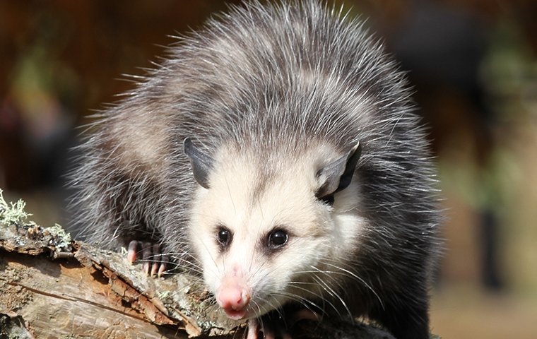opossum on tree branch