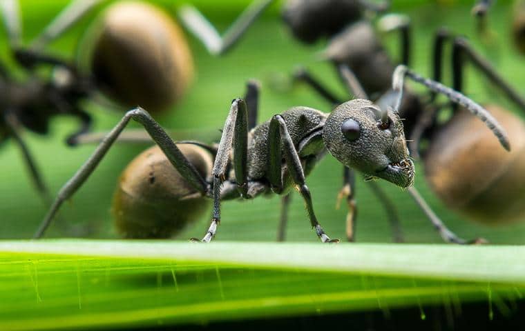 black ant crawling on a green blade of grass in the yard of a home in tarrant county texas