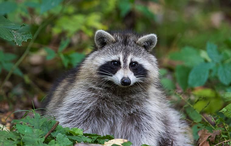 Do You Have Raccoon Babies In Your Attic