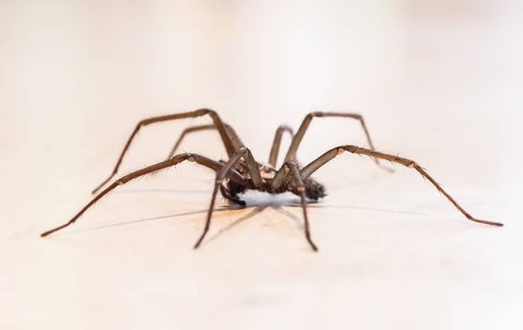 Learn More About The Common Spiders Found In Tx