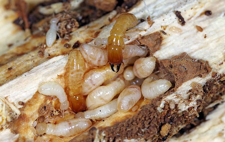 several termites some of which are larval living in the sills of a residential texas property