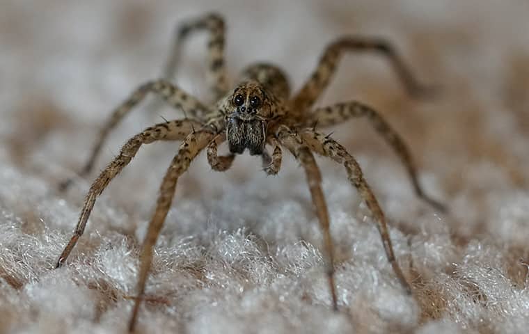 Wolf Spider Infestation Is A Sign That Other Pests Are Present In Your Home