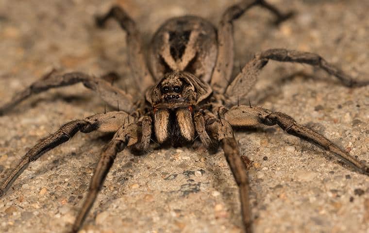 large wolf spider resting on the floor of a lewisville texas home