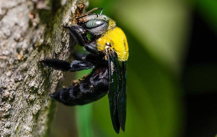 a carpenter bee crawling on a tree