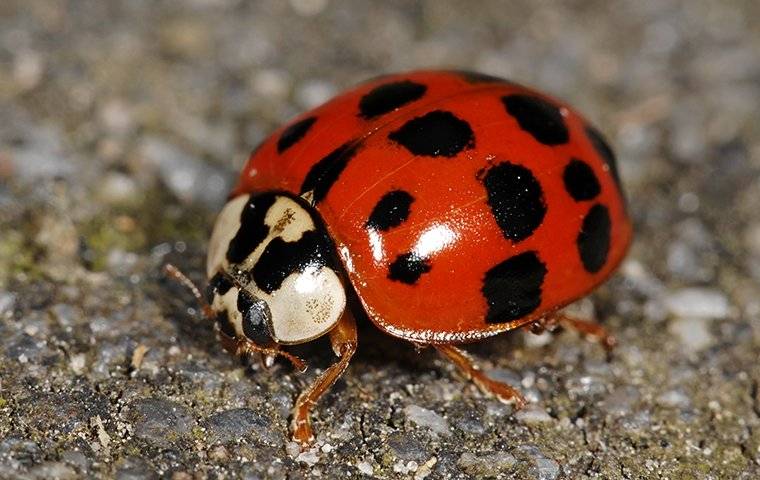 a lady bug crawling on the ground
