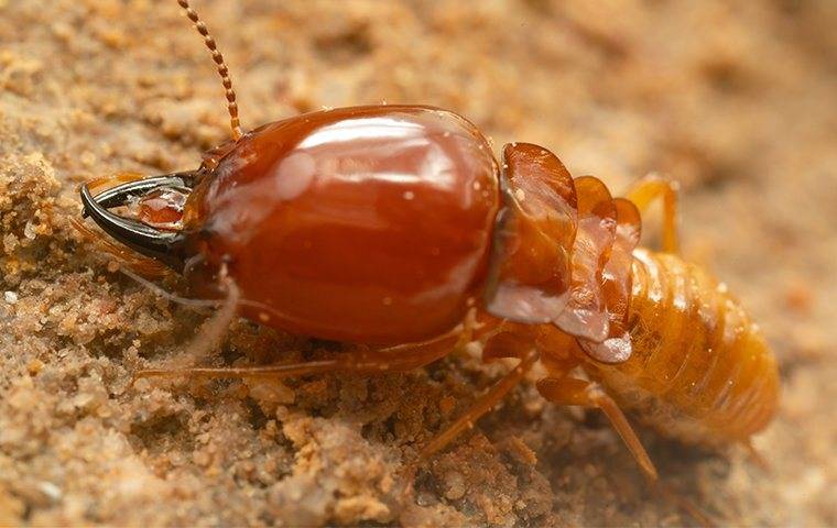 a large termite on the ground