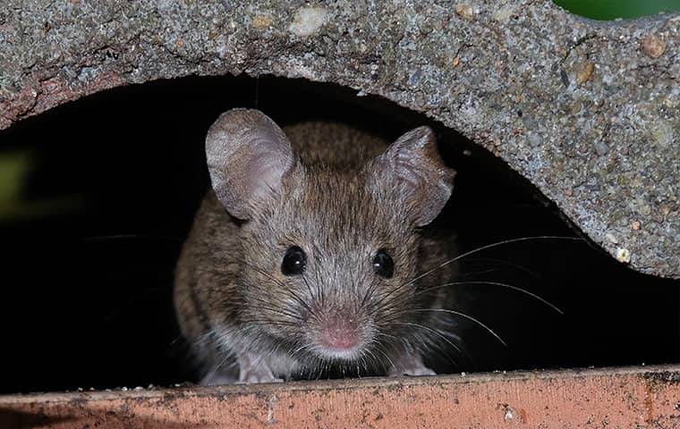 a mouse hiding outside a home