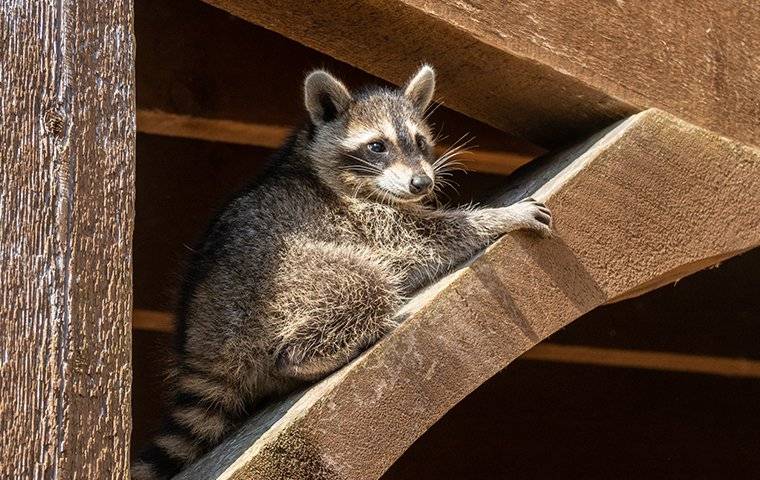 raccoon on a wooden porch overhang