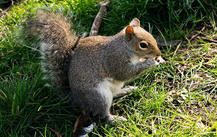 a squirrel eating on a lawn