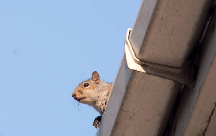 squirrel looking out form a knoxville home gutter