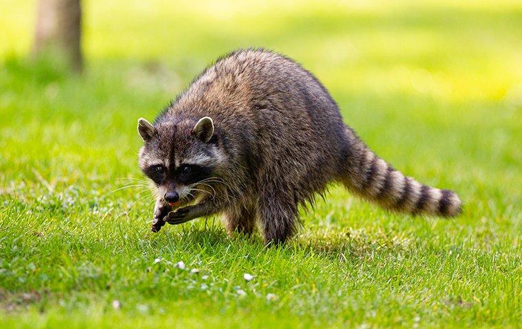 a raccoon in the grass