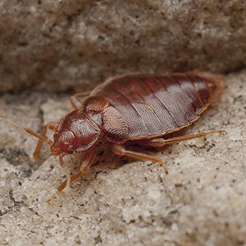 close up of a bedbug
