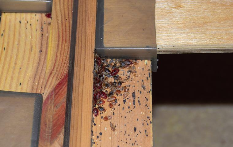 bedbugs on a bed frame