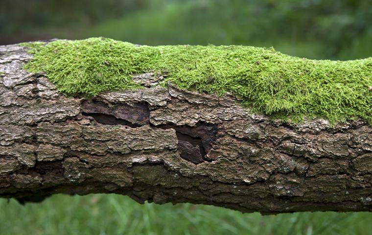 moss on a tree trunk