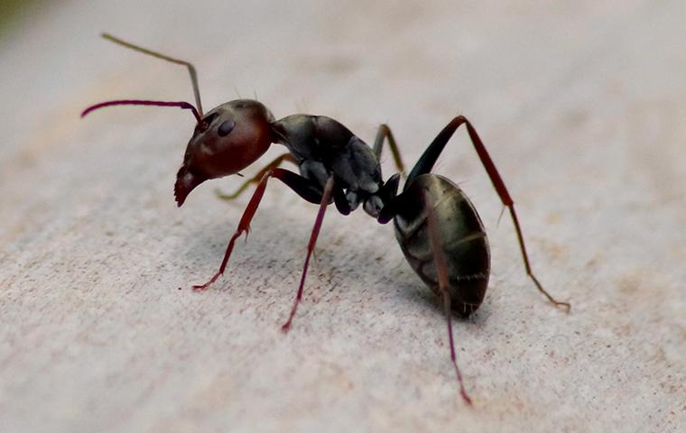 a black ant on gravel