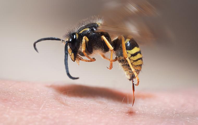 wasp hovering over skin