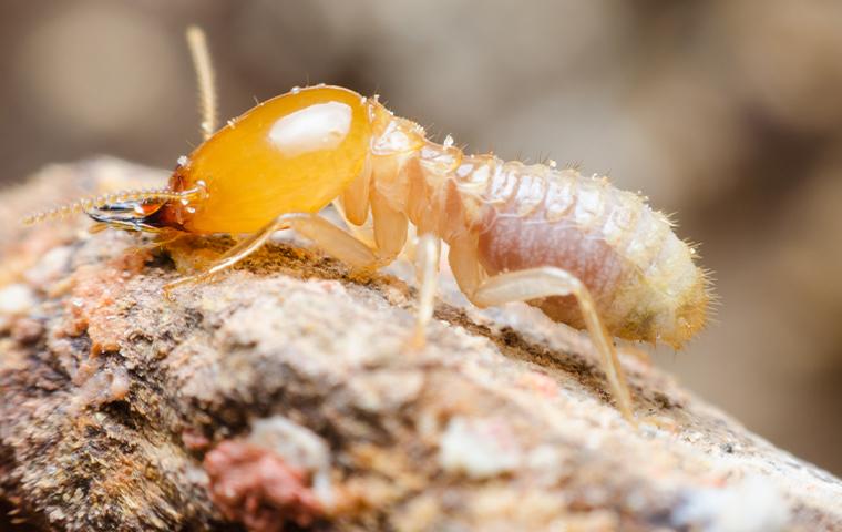 close up of a termite