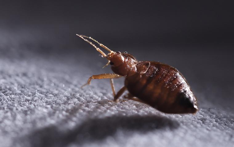 close up of a bedbug