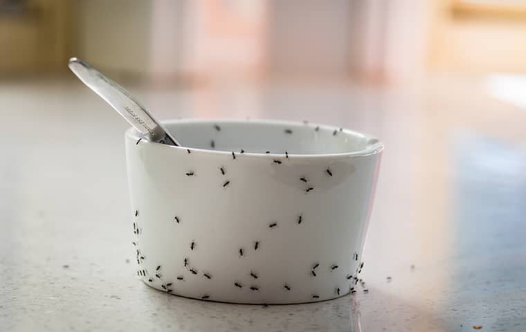 a food dish covered in ants in a home in dekalb illinois