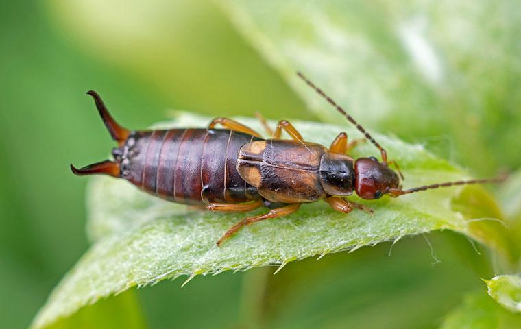 a green leaf with an earwig on it