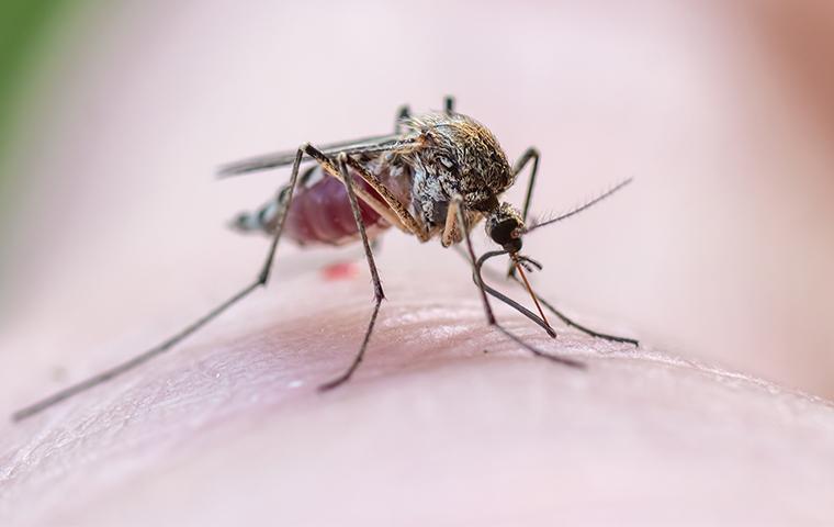 a mosquito perched on human skin