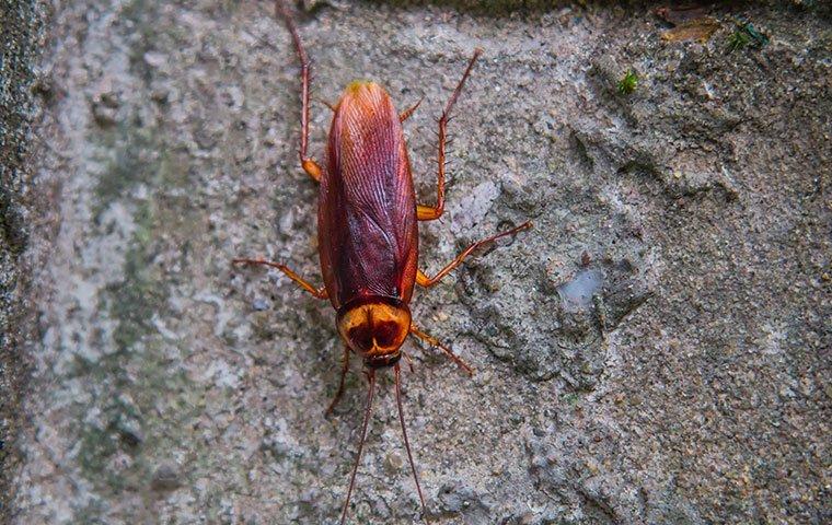 american cockroach on concrete wall
