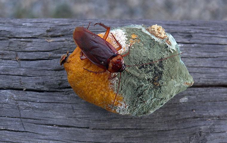 american cockroach on moldy orange