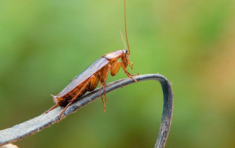 american cockroach on a piece of plastic