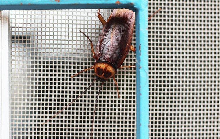 roach on window screen