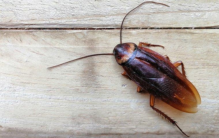 dead roach on wood table