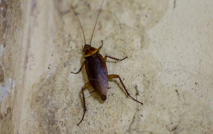 American cockroach in a basement.