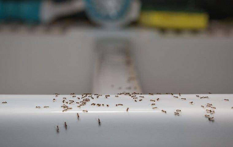 ants crawling on tub