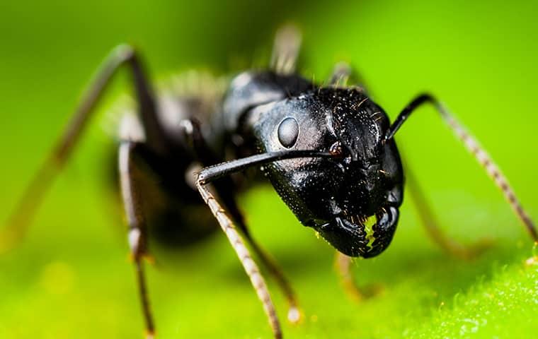 a big black ant crawling on a vibrant green leaf in an illinous yard