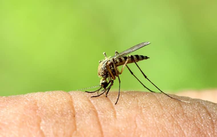 a mosquito biting a persons finger in illinois