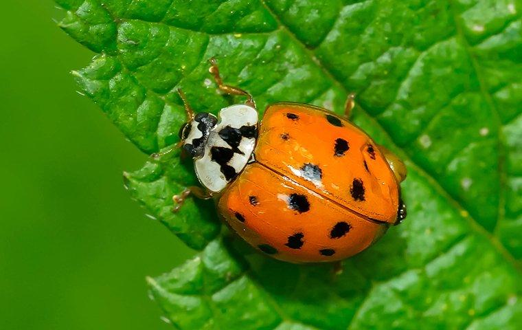 an asian lady beetle on a leaf