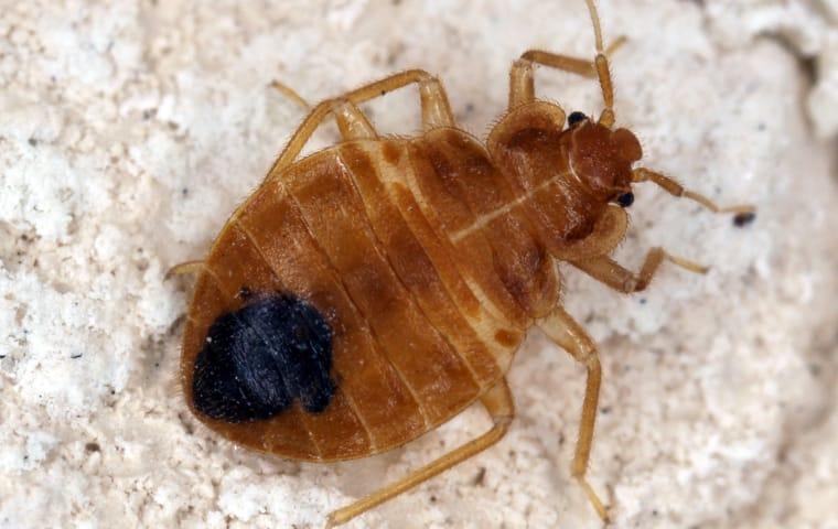 bed bug crawling on sheet