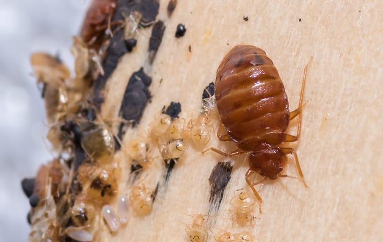 a bed bug infestation on a headboard