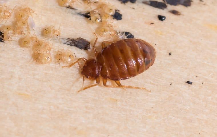 a bed bug crawling on a headboard