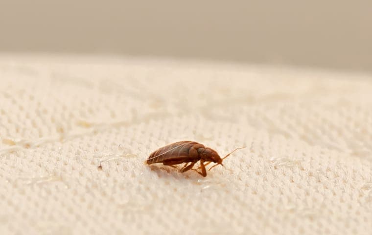 a bed bug crawling on a mattress