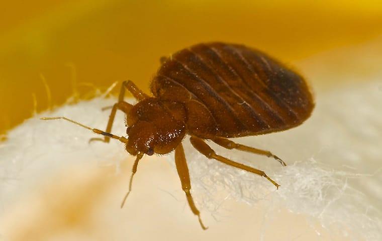 close up of a bed bug on a sheet
