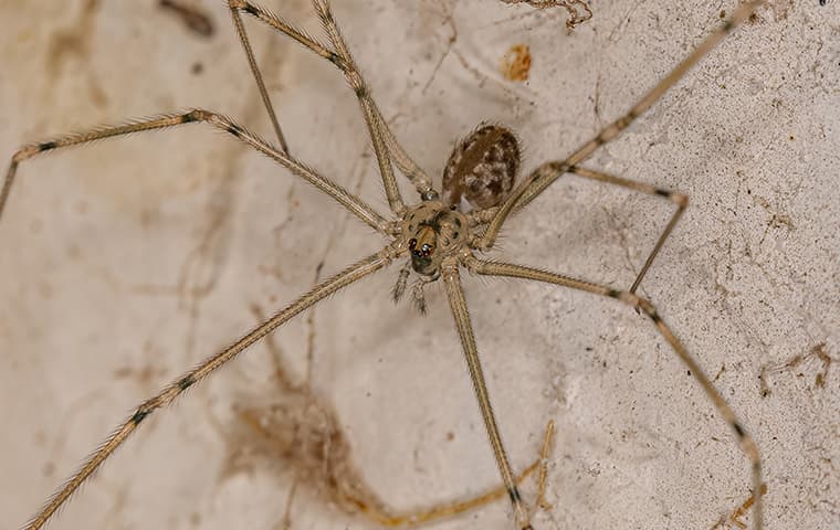cellar spider in a corner