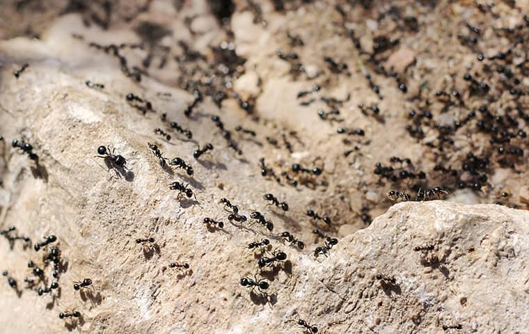 ants crawling on rock