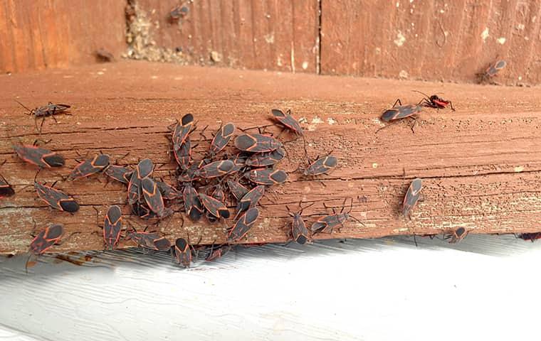 many box elder bugs crawling on a window sill