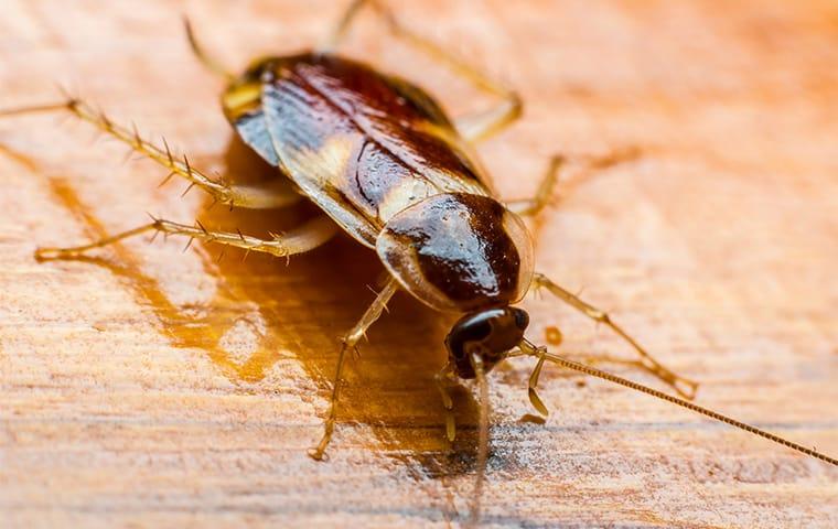 a cockroach on wooden surface