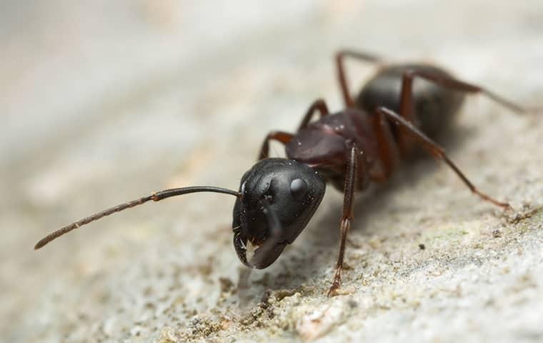 Carpenter Ants Cause Massive Structural Damage a carpenter ant outside of a home in dixon illinois